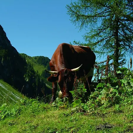 Апартаменты Deml Флахау